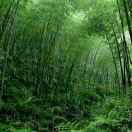 竹林赏雨