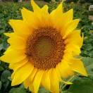 席，从来不回头