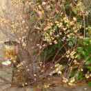 红