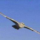 飞翔教育咨询工作室