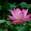 永不回头{情系三秦}221672522