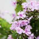 小代♥丁香花♥