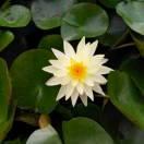 江门西门子黑标店馮 啸