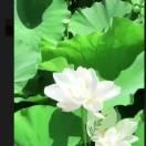 银杏果