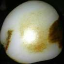 玉缘761
