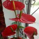 ღ᭄心安李得໑ຼ₀₂₃