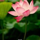 🎀💓🙏雨后的彩虹