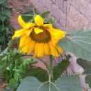 鑫路通沥青，水稳滩浦施工