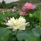 春暖花开