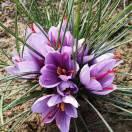 🌹🌹等你在春天