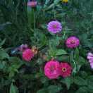 独自绽放的玫瑰。17386438698。