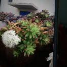 🌙吉祥♥️三宝⭐