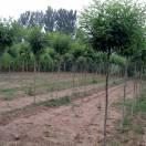 朱集金彭（荣庆）