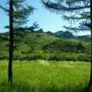 林东首家红烧大鲤鱼