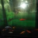 巨野县诺诚农业合作社