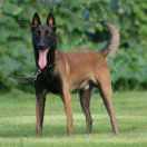 江源杨老幺礼仪乐队