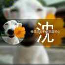 A ___________孤岛‘