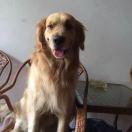 摇滚不是愤怒，是自由的鸟