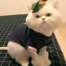 喜樂臻选