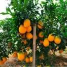 万紫千红（出售脐橙苗）