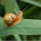 蜗牛