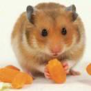 南宫六石的小铺