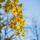 姐冒占辉傣味食馆