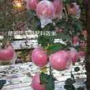 万事如意