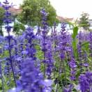 ℋeおあいお会いにそば🍒᭄💞࿐