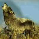 Ꮩ࿆Ꭵ࿆Ꮲ💥