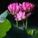 温文尔雅 贤良淑德