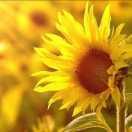 向日葵🌻