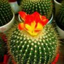 仙人掌永远做不了捧花