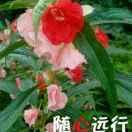 真诚的傻瓜