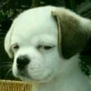 瞪谁💕谁怀孕[奸笑]