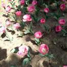 源头果苗零售批发大量现货