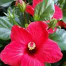 杨三妹💗🌹💗