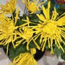 九月九的菊花。