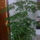 朱兰英，收报废车，上门免费拖车，注销手续