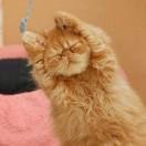 微笑的猫