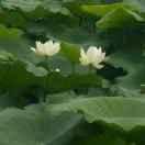 品香饺子💖💗