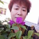 前丰飘零的鱼张定琴