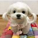 ╮（﹀＿﹀）╭小武