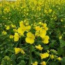   美丽山村  严翠荣 