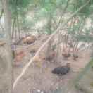 👋赏你座五指山✋