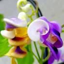 陌上花开