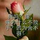 昔日百合今日玫瑰