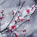 梅花香自苦寒来