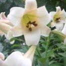 百合花