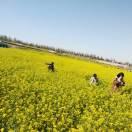 升学规划（封丘志向教育咨询）